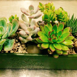 succulent planter