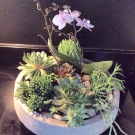 Planter with succulents & orchids