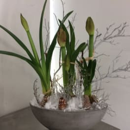 Amaryllis concert planter