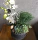Succulent planter with orchid