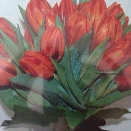 Tulip Passion